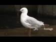 Seagull Scavenging 1 1138